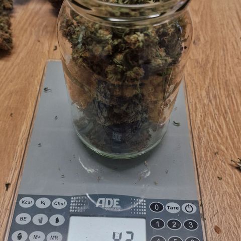 Special Kush #1 growlog timeline photo