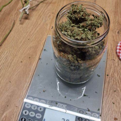 Special Queen #1 growlog timeline photo