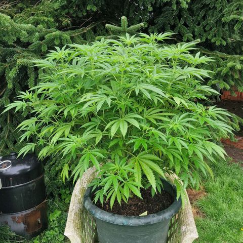 White Widow growlog timeline photo