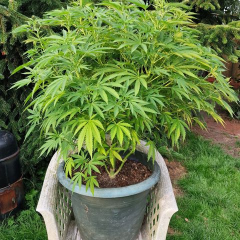 White Widow growlog timeline photo