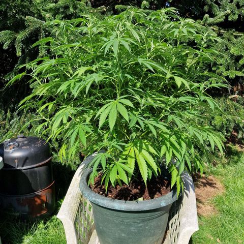White Widow growlog timeline photo