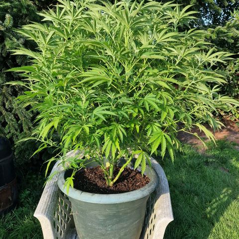 White Widow growlog timeline photo