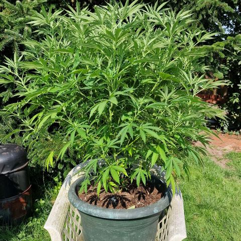 White Widow growlog timeline photo