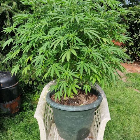White Widow growlog timeline photo