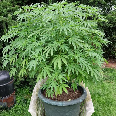 White Widow growlog timeline photo