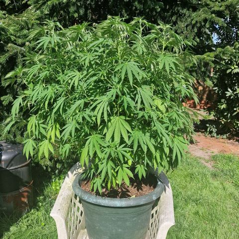 White Widow growlog timeline photo