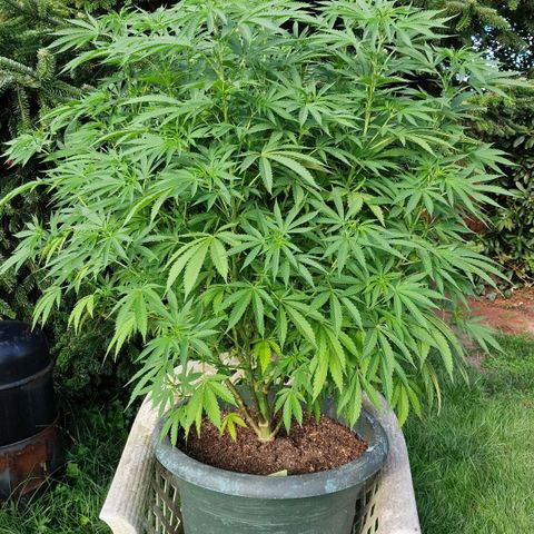 White Widow growlog timeline photo