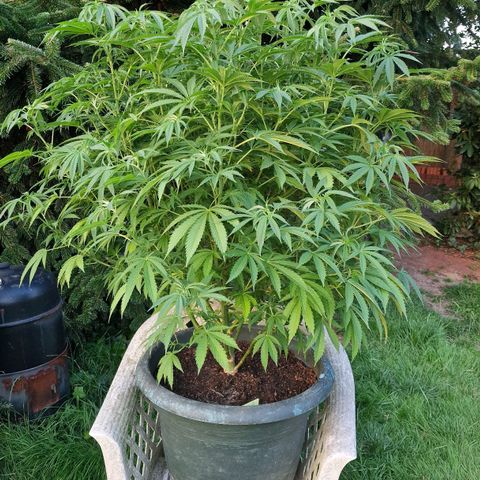 White Widow growlog timeline photo
