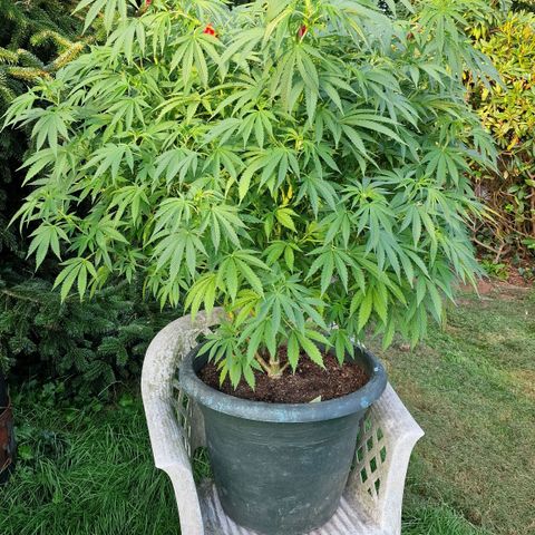 White Widow growlog timeline photo