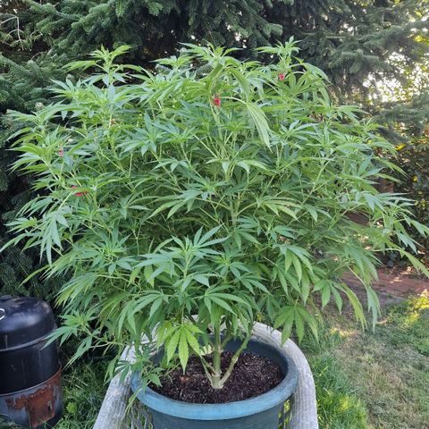 White Widow growlog timeline photo
