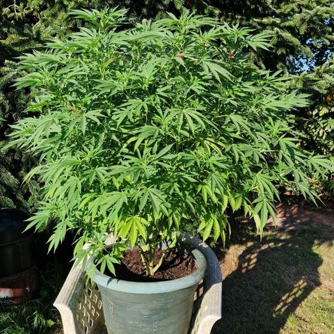 White Widow growlog timeline photo
