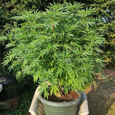 White Widow growlog timeline photo