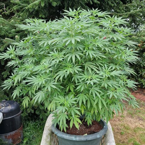 White Widow growlog timeline photo