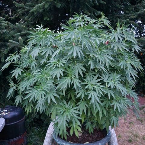 White Widow growlog timeline photo
