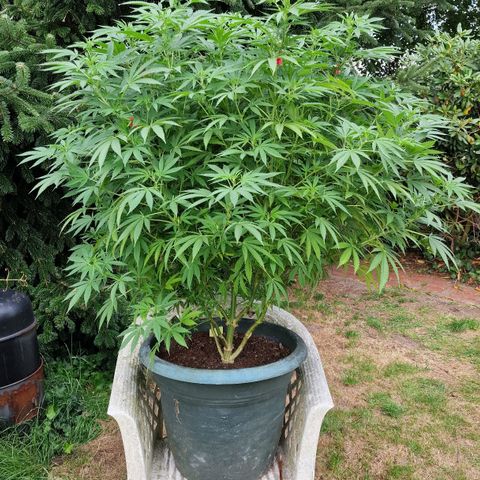 White Widow growlog timeline photo