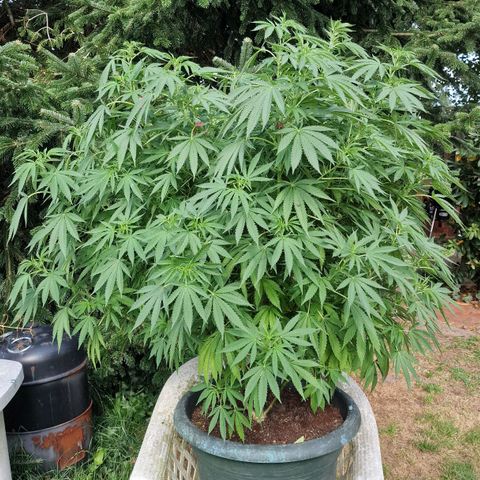 White Widow growlog timeline photo
