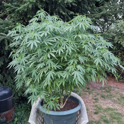 White Widow growlog timeline photo