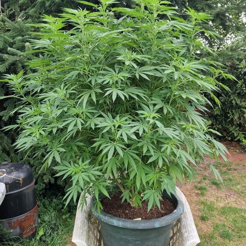 White Widow growlog timeline photo