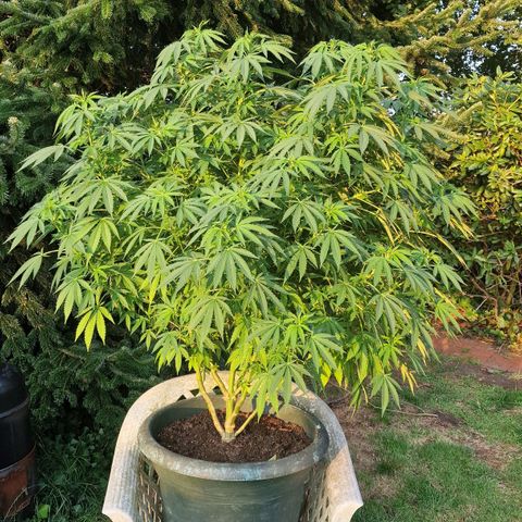 White Widow growlog timeline photo