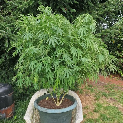 White Widow growlog timeline photo