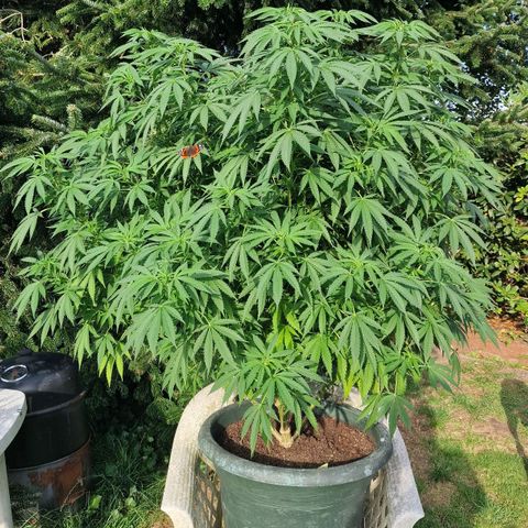 White Widow growlog timeline photo