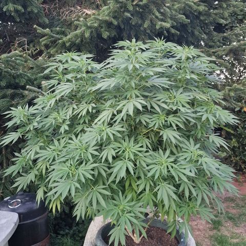 White Widow growlog timeline photo
