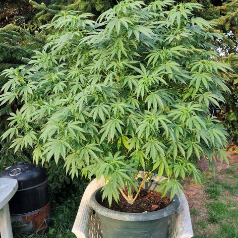 White Widow growlog timeline photo