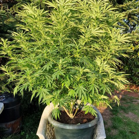 White Widow growlog timeline photo