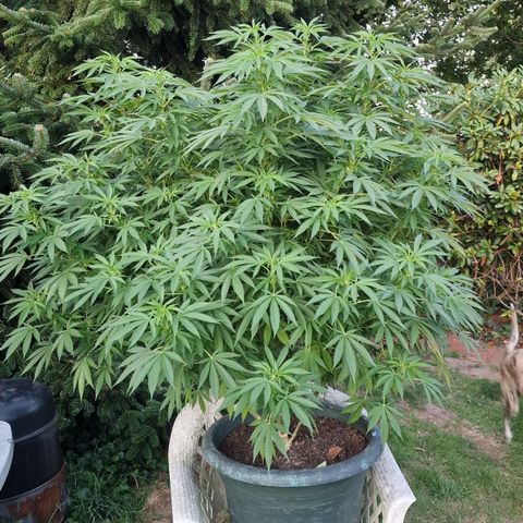 White Widow growlog timeline photo