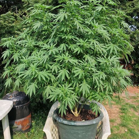 White Widow growlog timeline photo