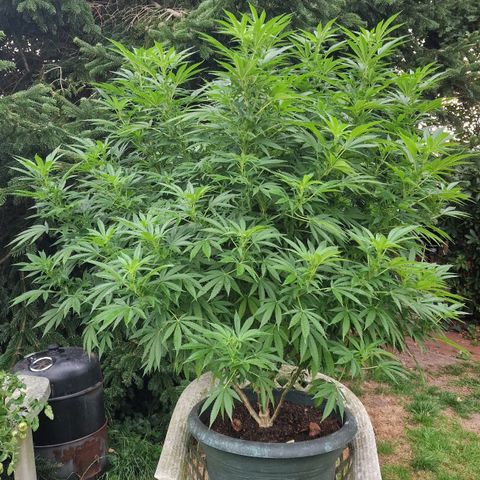 White Widow growlog timeline photo