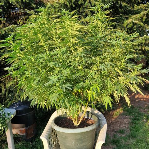 White Widow growlog timeline photo
