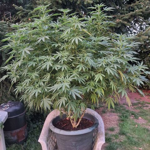 White Widow growlog timeline photo