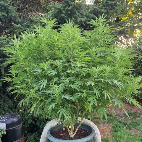 White Widow growlog timeline photo