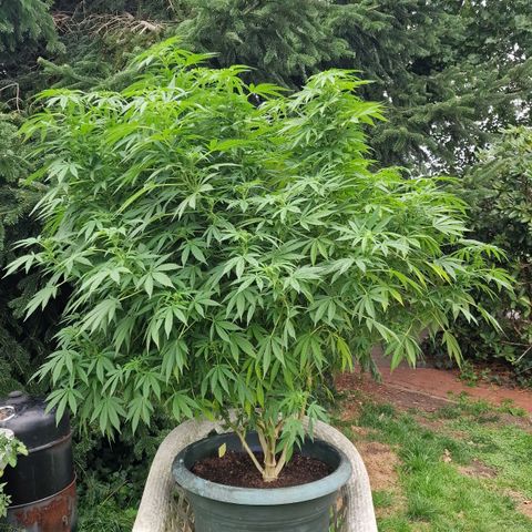 White Widow growlog timeline photo