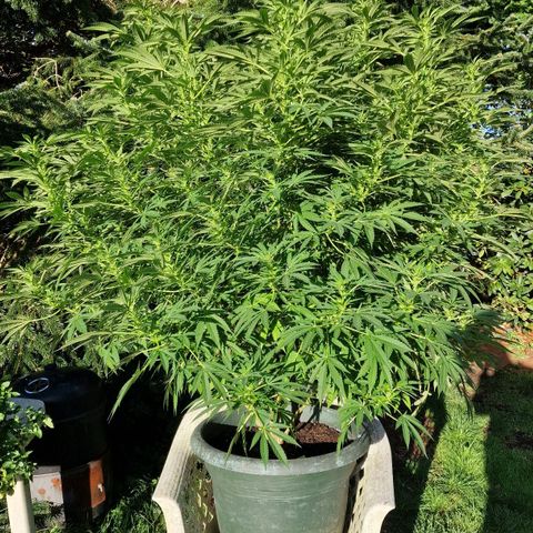 White Widow growlog timeline photo
