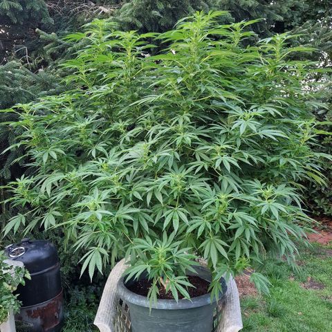 White Widow growlog timeline photo