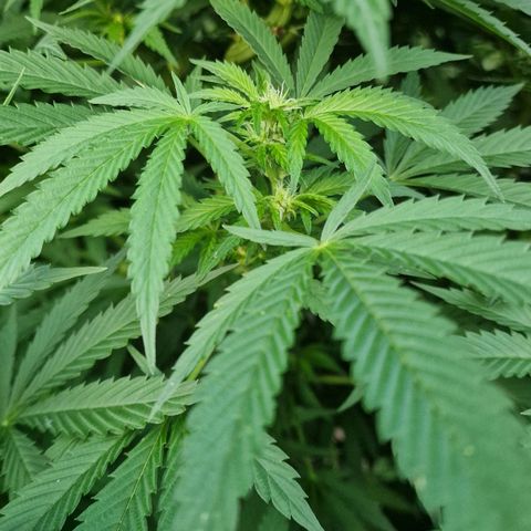 White Widow growlog timeline photo