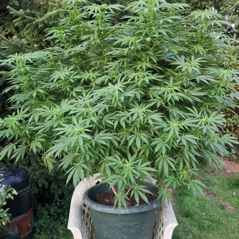 White Widow growlog timeline photo