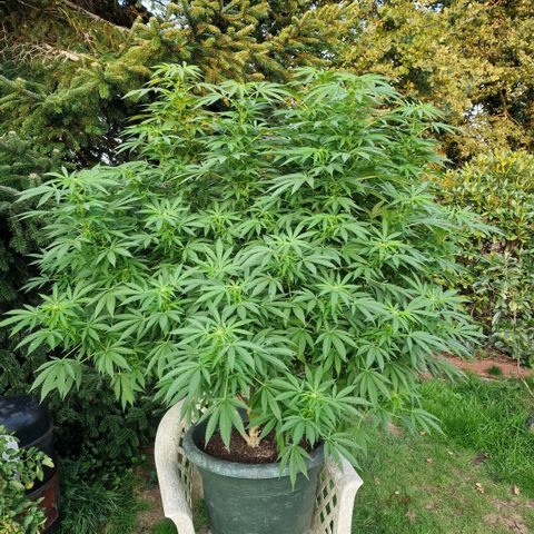 White Widow growlog timeline photo