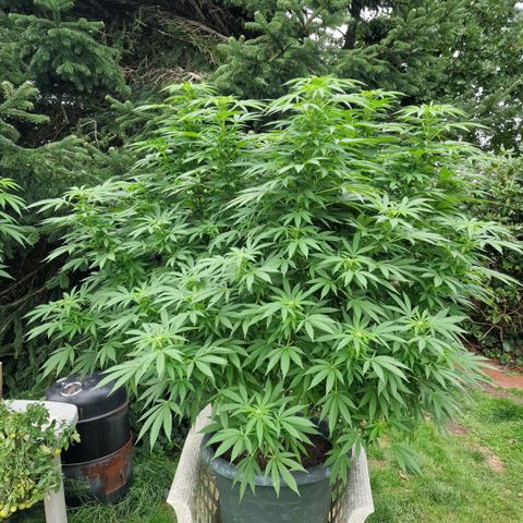 White Widow growlog timeline photo