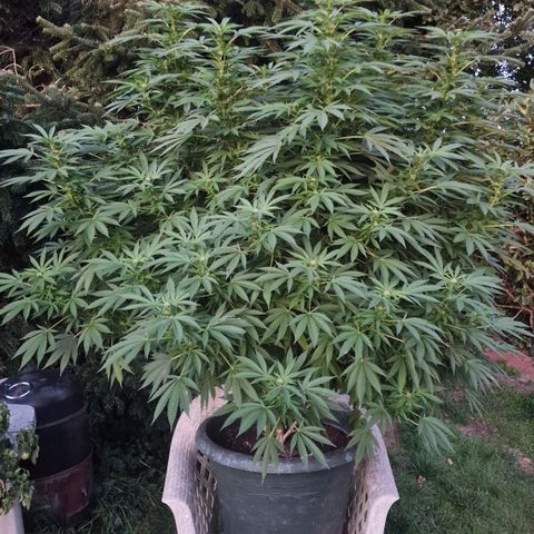White Widow growlog timeline photo