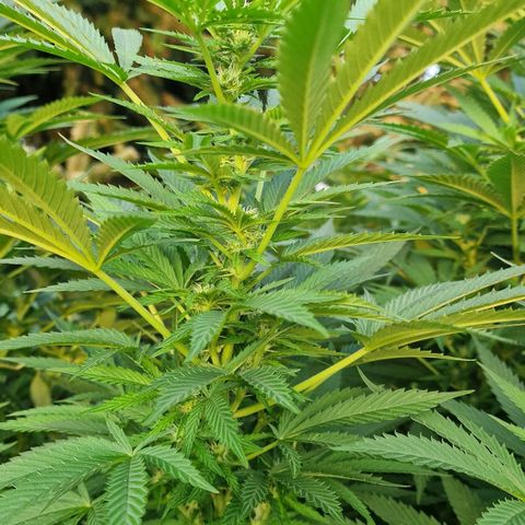 White Widow growlog timeline photo