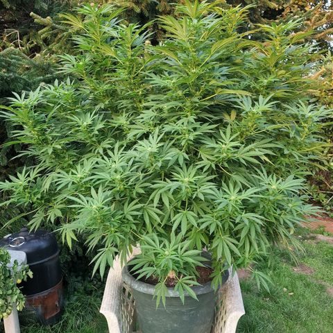 White Widow growlog timeline photo