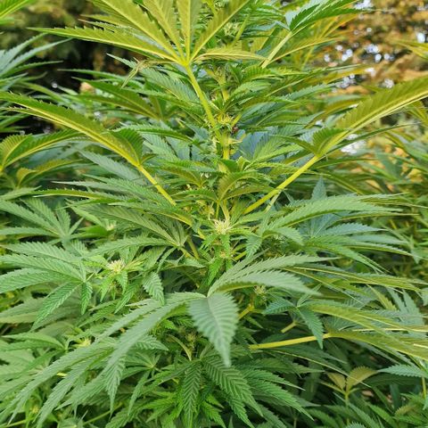 White Widow growlog timeline photo