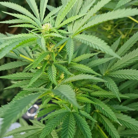 White Widow growlog timeline photo
