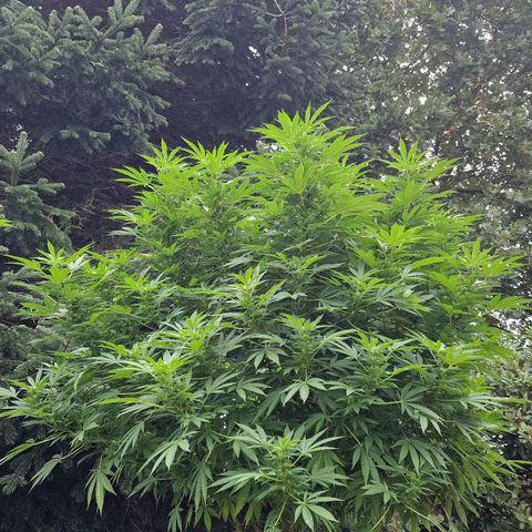 White Widow growlog timeline photo