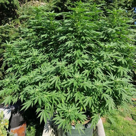 White Widow growlog timeline photo