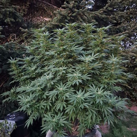 White Widow growlog timeline photo