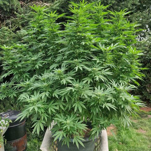 White Widow growlog timeline photo